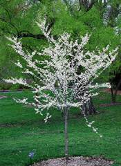 Redbud Tree Pictures; Western redbud Type