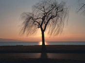 Tree Image, Ebony Tree Sunset Picture