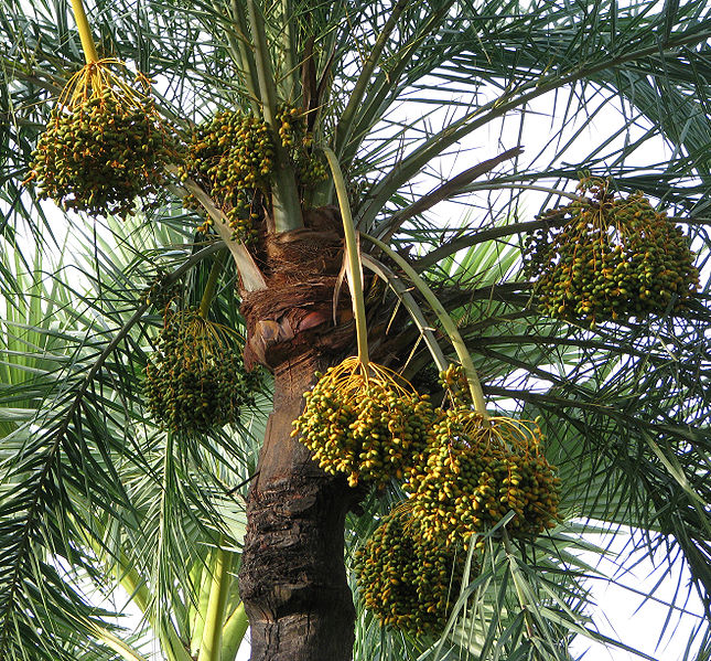 Date Palm Tree Pictures, Images, Photos of Date Palm Trees