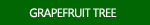 Grapefruit Tree Photos