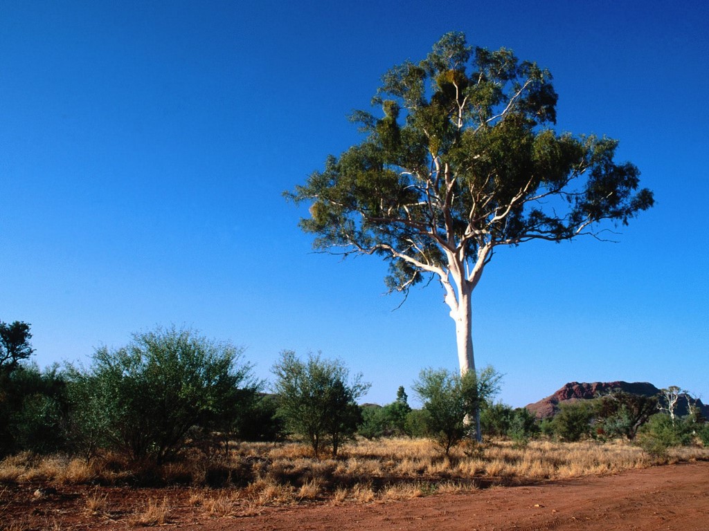 gum-tree-pictures-and-information-on-gum-trees