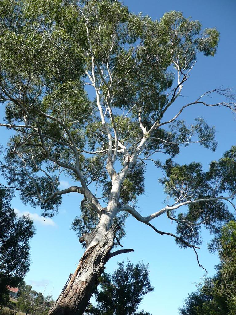 Gum Tree Pictures, and Information on Gum Trees