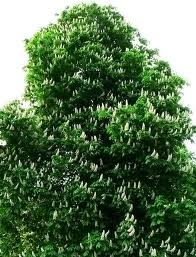Horse Chestnut Tree Pictures, Facts on the Horse Chestnut ...
