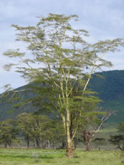 Acacia Tree Photo