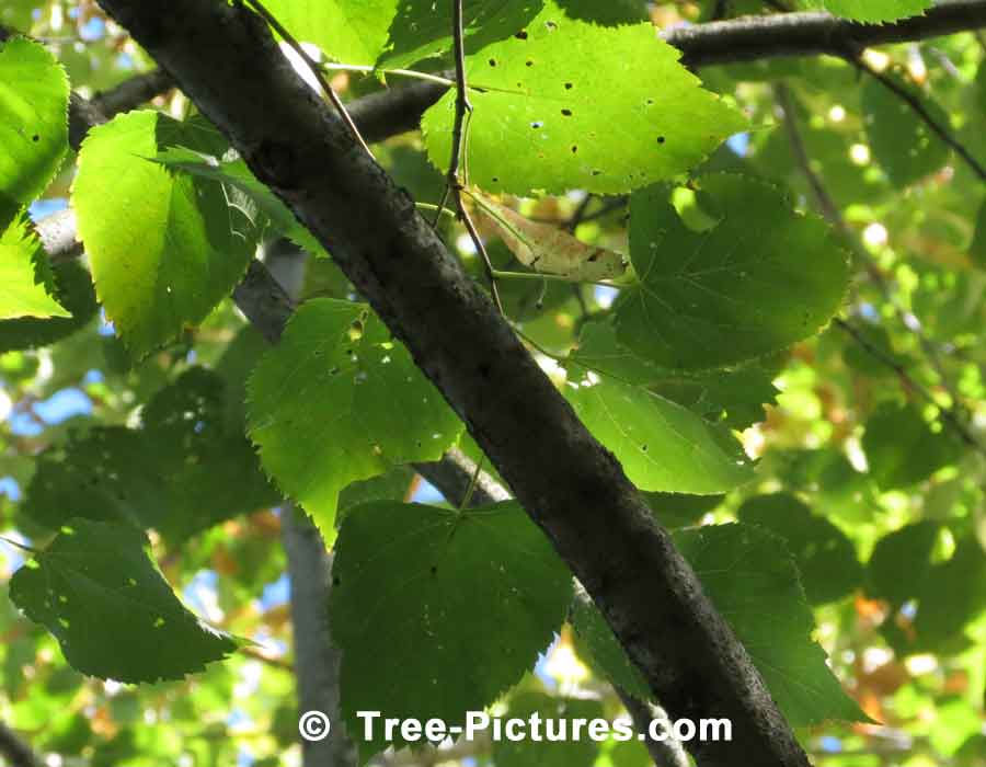 American Beech: Beech Tree Leaves & Branches