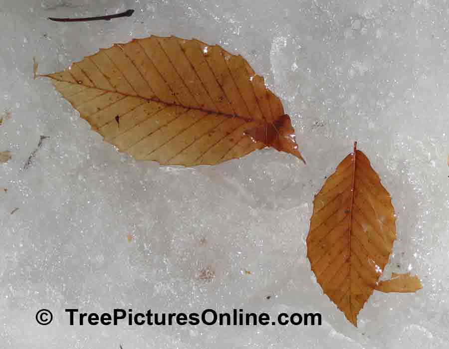 Beech Tree: American Beech Tree Leaf Frozen in Time