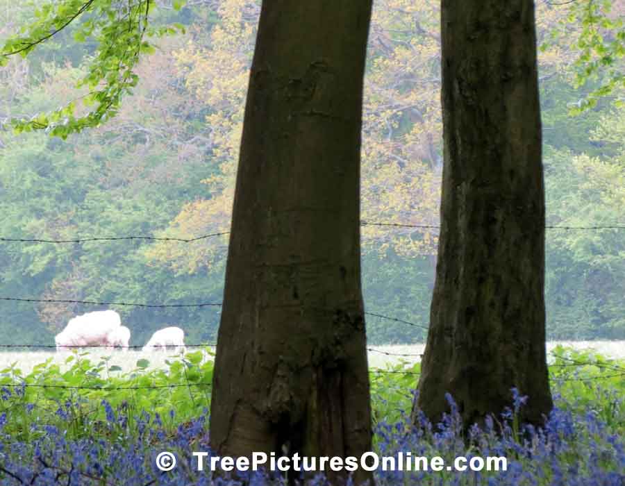 Tree Pictures, Beech Trees Photo