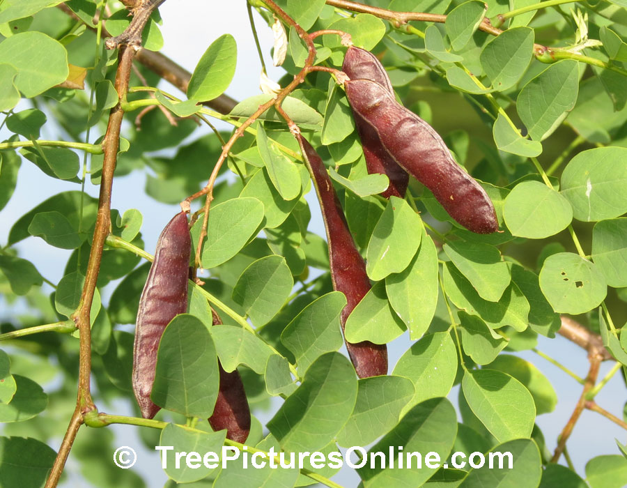 Picture of Locust Tree Seeds, Pods & Leaves