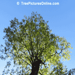 Locust Trees, Photo of Leaves and Branches of Locust Tree | Tree+Locust @ Tree-Pictures.com