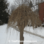 Mulberry: Weeping Mulberry Tree in Winter | Tree:Mulberry @ TreePicturesOnline.com