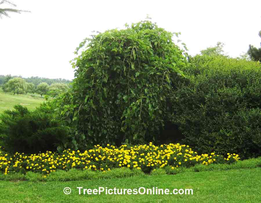 Mulberry: Landscaping with Mulberry Tree | TreePicturesOnline.com