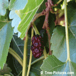 Mulberry Fruit Tree, Ripe Red Mulberry Fruit | Tree:Mulberry+Fruit @ TreePicturesOnline.com