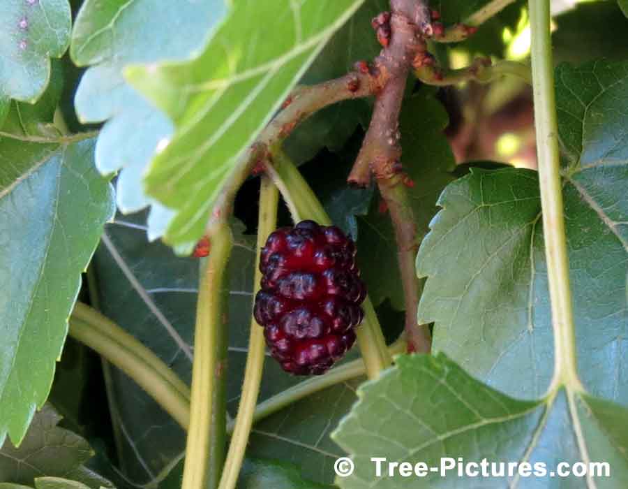 Mulberry Tree; Ripe Mulberry Fruit Hanging on the Mulberry Tree | TreePicturesOnline.com