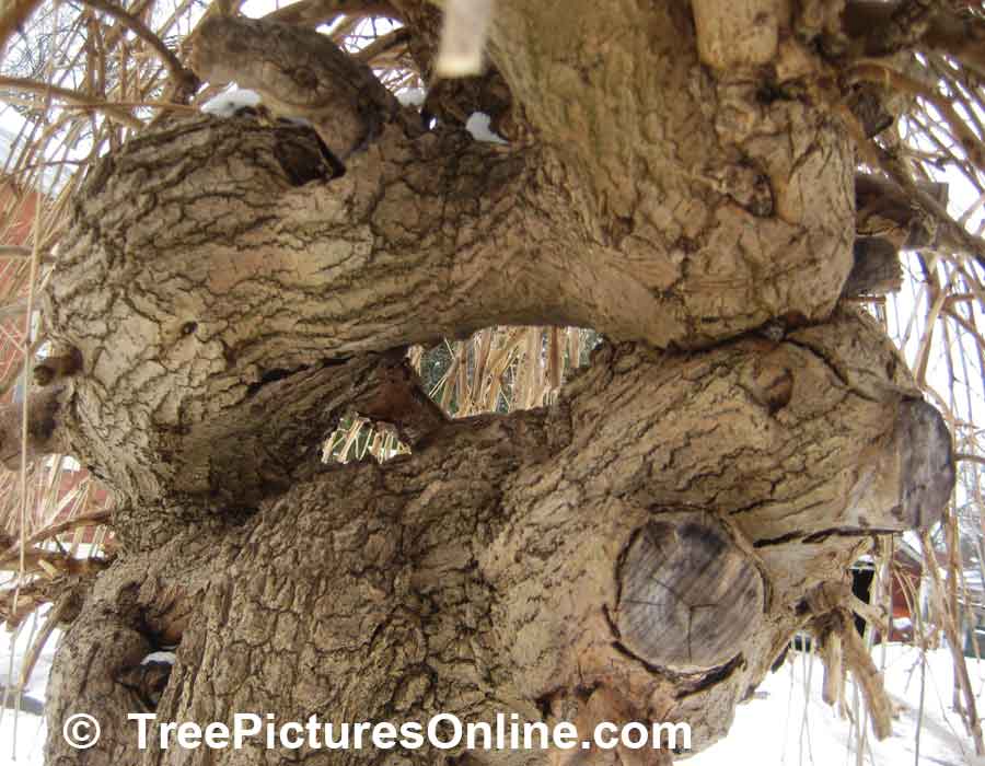 Mulberry Tree: Wood, Bark, Trunk of Mulberry Trees Picture | TreePicturesOnline.com