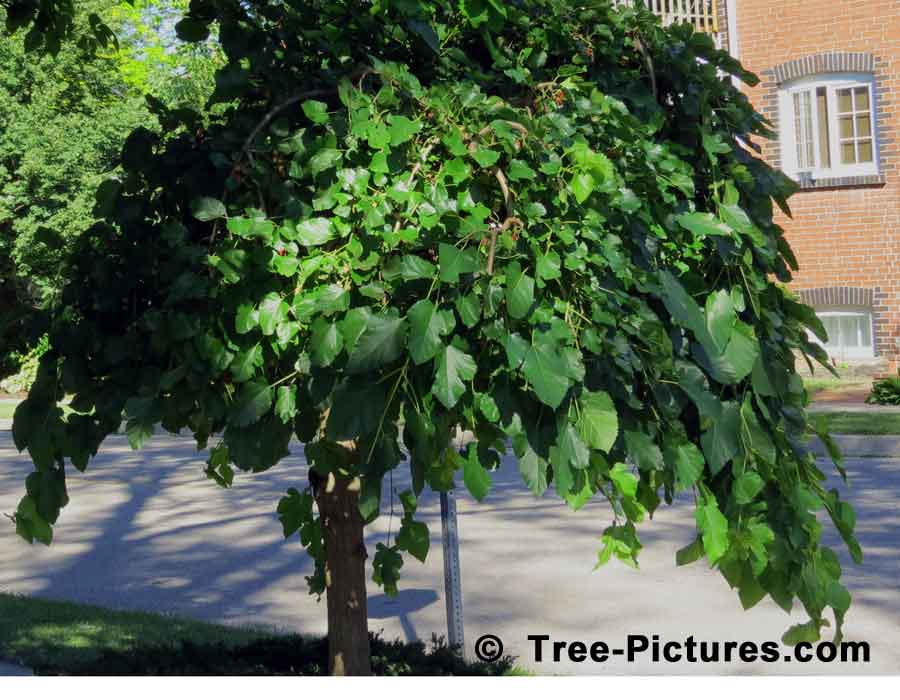 Mulberry Fruit Tree; Photo of Mulberry Tree Used as a Decorative Landscape Tree on a Corner Lot | TreePicturesOnline.com