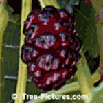 Mulberry | Tree:Mulberry+Tree @ TreePicturesOnline.com
