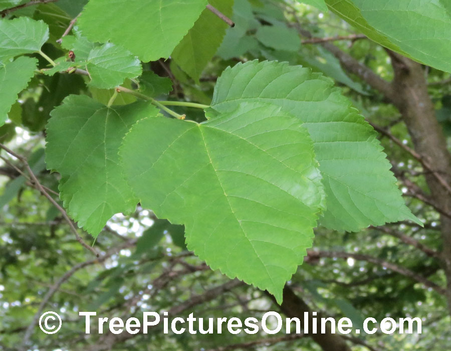 Mulberry Tree Types: Red Mulberry Leaf Picture | TreePicturesOnline.com