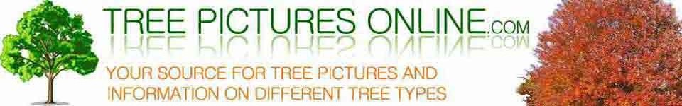 Tree Pictures, Photos of Arborvitae Trees