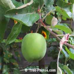 Apple Tree Pictures: Luscious Green Cortland Apple Ready For Picking | Apple:Tree:Fruit @ TreePicturesOnline.com