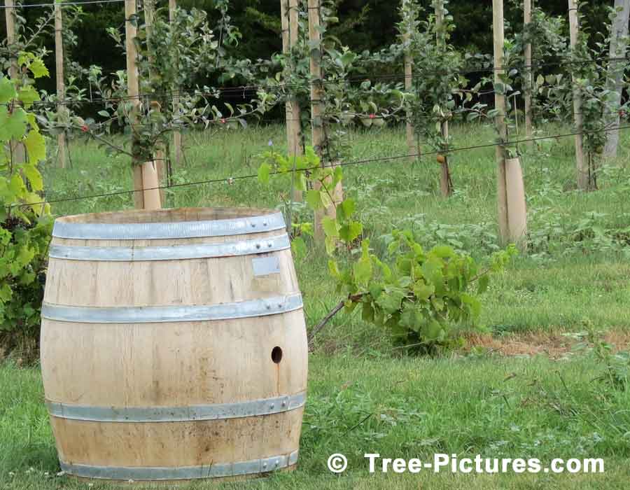 Apple Barrel & Young Apple Fruit Trees