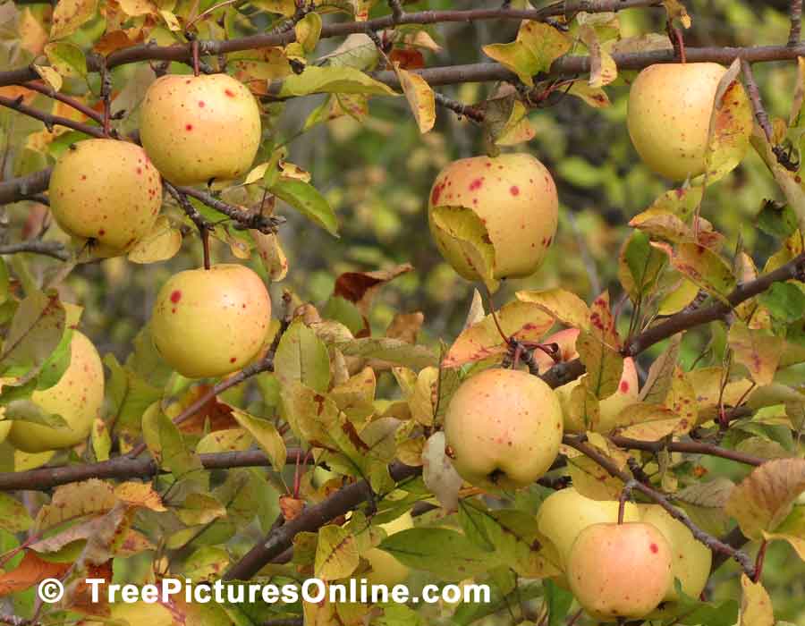 Apples: Wild Apples Growing in Urban Ravine