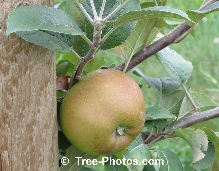 Apple: Picture of a Brown Russet Apple Variety