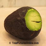 Avocado, Fruit of the Avocado Tree | Tree+Avocado @ Tree-Pictures.com