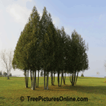 Cedar Tree Landscaping: Branches Trimmed up on Park Cedar Trees | Tree+Cedar+Landscape @ Tree-Pictures.com