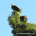 Tree Pictures: Cedar Trees:, Image of Birds on a Cedar Trees