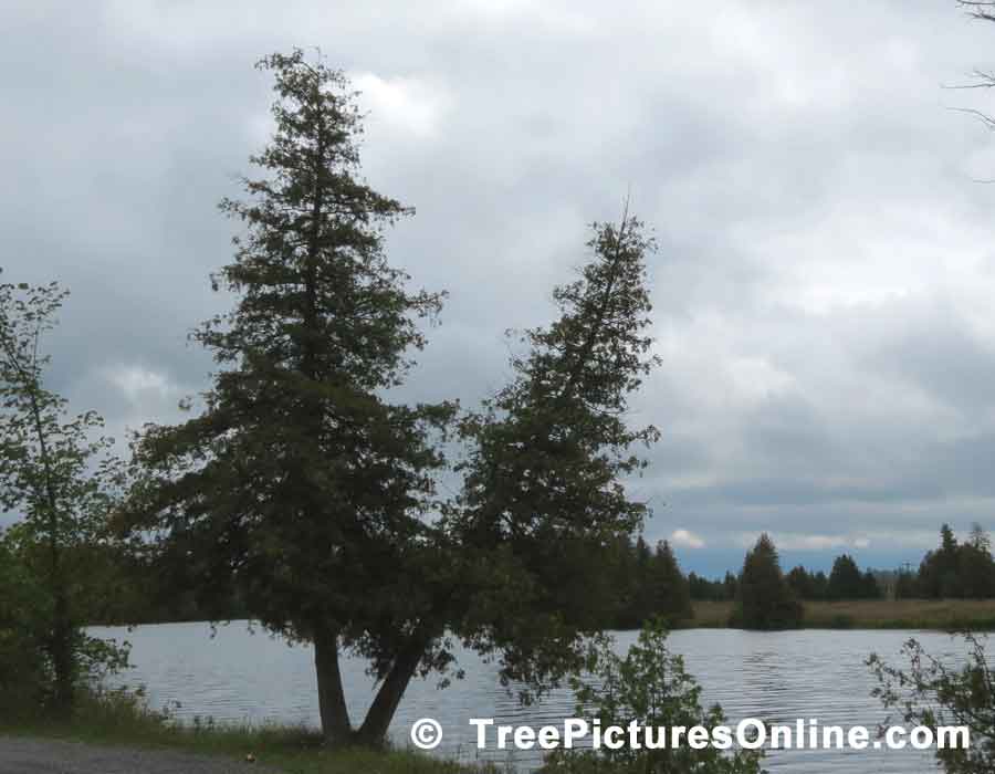 Tree Pictures, Pair of Cedars Photo