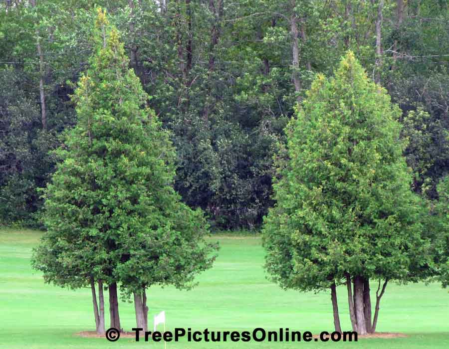 Cedars: Red Cedar Trees on the Golf Course