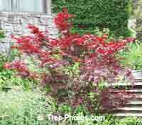 Maple Trees: Popular Japanese Maple Tree Used In Landscaping