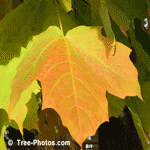 Maples Leaf, Yellow Maple Tree Leaf in Autumn | Tree+Maple+Leaf @ Tree-Pictures.com