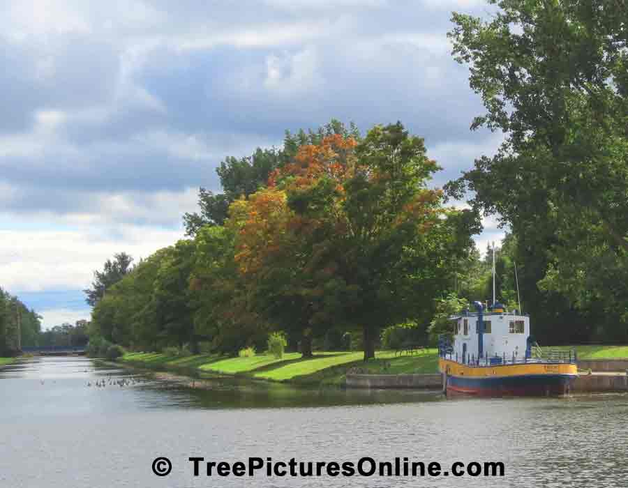 Maples: Maple Trees on the Canal