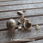 Acorns Fallen from an Oak Tree | Tree+Oak+Acorn @ Tree-Pictures.com