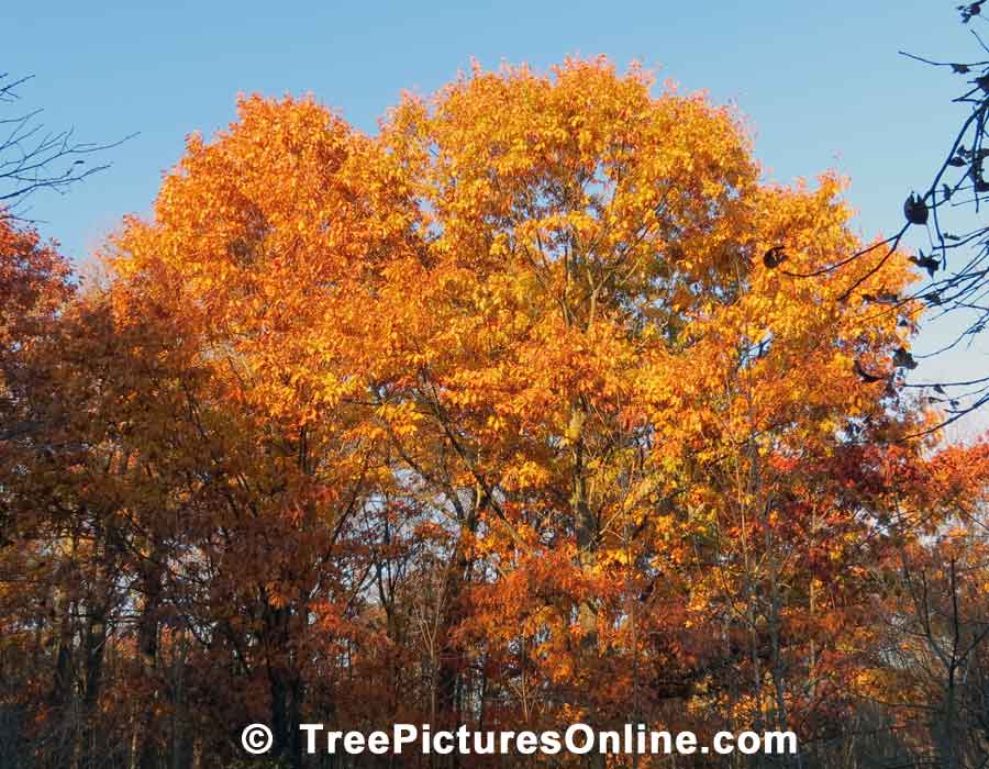 Oaks, Fall Oak Trees showing Beautiful Autumn Oranges