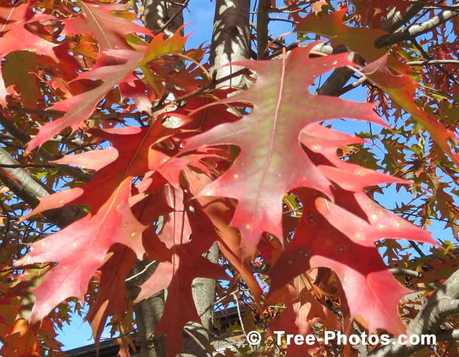 Oaks, Red Oak Leaves in Fall Color