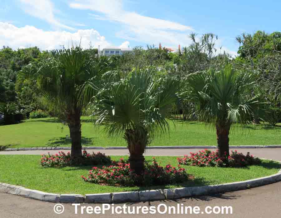 Palm Tree: 3 Palm Trees Used in Landscape Design