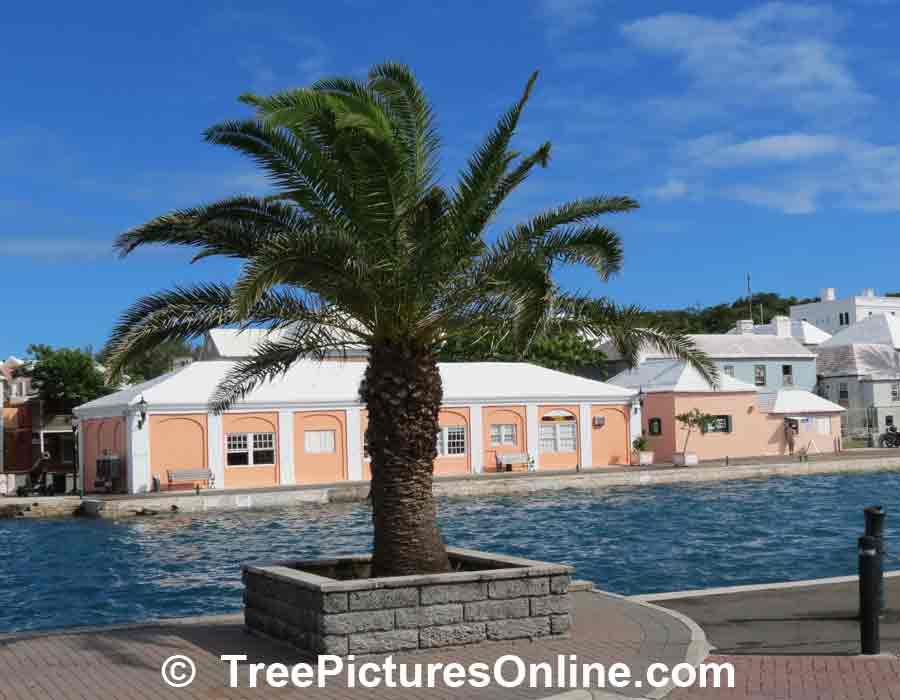 Palms: Waterside Palm Tree Near The Ferry St George, Bermuda