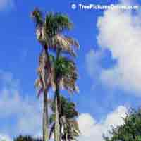 Palms: Royal Palm Tree | Tree:Palm+Royal @ TreePicturesOnline.com