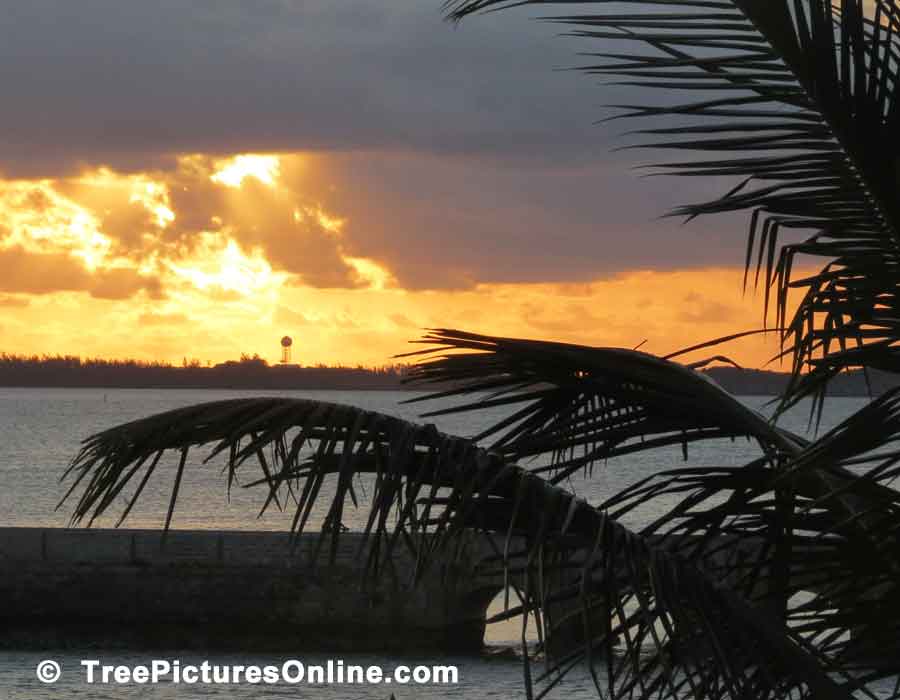 Palms: Palm Tree Sunrise Image Bermuda