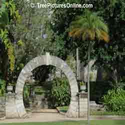 Palm Trees: Palm Tree Landscaping with Moongate Decorative Feature, Bermuda