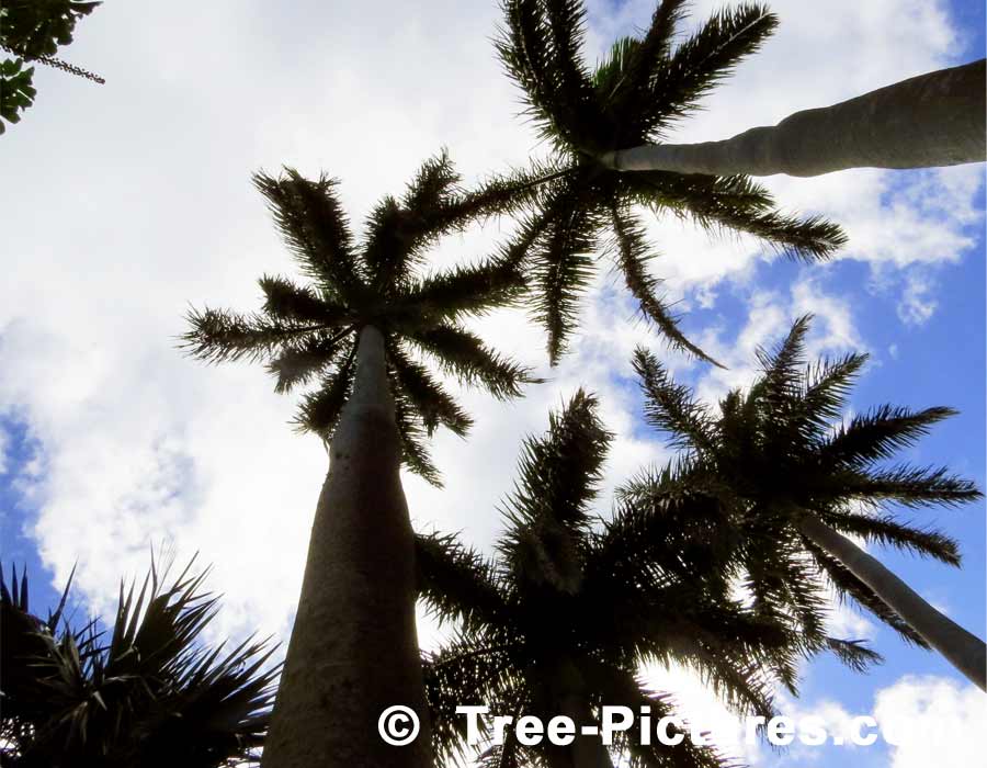 Palms, Three Royal Palms in Bermuda Sky