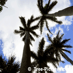 Palms, Three Royal Palms in Bermuda Sky | Tree+Palm+Royal @ Tree-Pictures.com