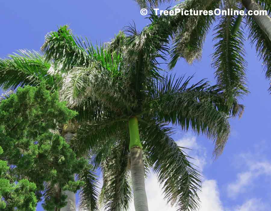 Palm Tree, Underside of Palm Leaves
