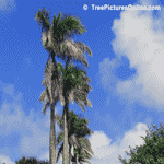 Photo of Palm  Trees Needing a Pruning or Trim, Bermuda | Tree+Palm+Royal @ Tree-Pictures.com