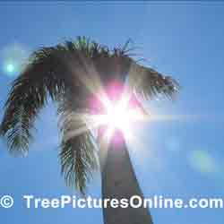 Palms: Pool Side Palm Tree Landscape