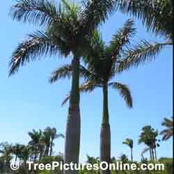 Palm: Beach Palm Trees