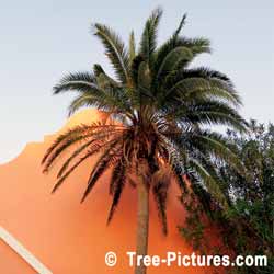 Palm: Mature Palm Tree Bermuda, Palm Tree Leaves