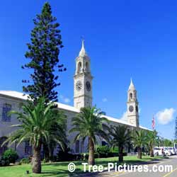 Palm: Palm Trees Street Landscaping, Bermuda